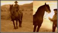 /album/fotogaleria/fotos-con-caballo-grande-en-amarillo-jpg/